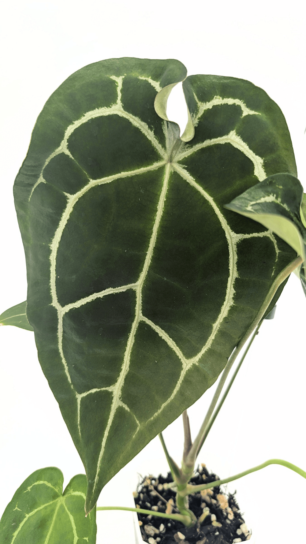 Anthurium SKG Silver X Forgetii — The Leaf Gallery